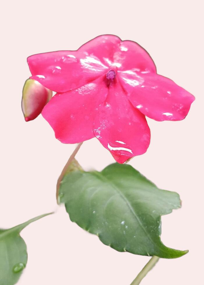 un' beatiful rosa fiore dopo piovoso foto