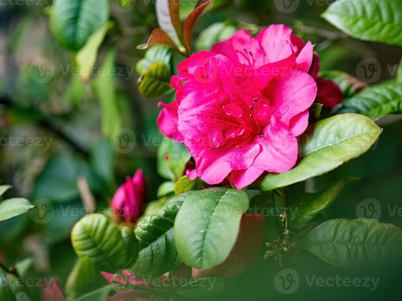 rododendro fiori fiori nel primavera foto