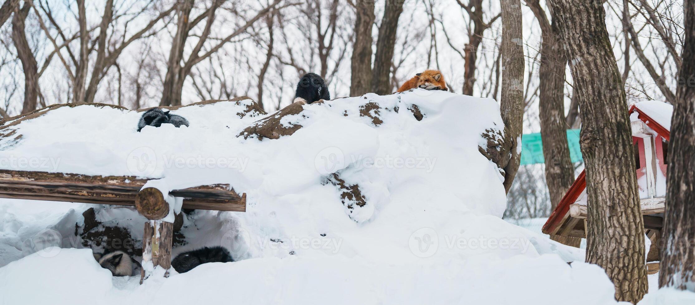 carino Volpe su neve nel inverno stagione a zao Volpe villaggio, miyagi prefettura, Giappone. punto di riferimento e popolare per turisti attrazione vicino mandai, tohoku regione, Giappone. viaggio e vacanza concetto foto