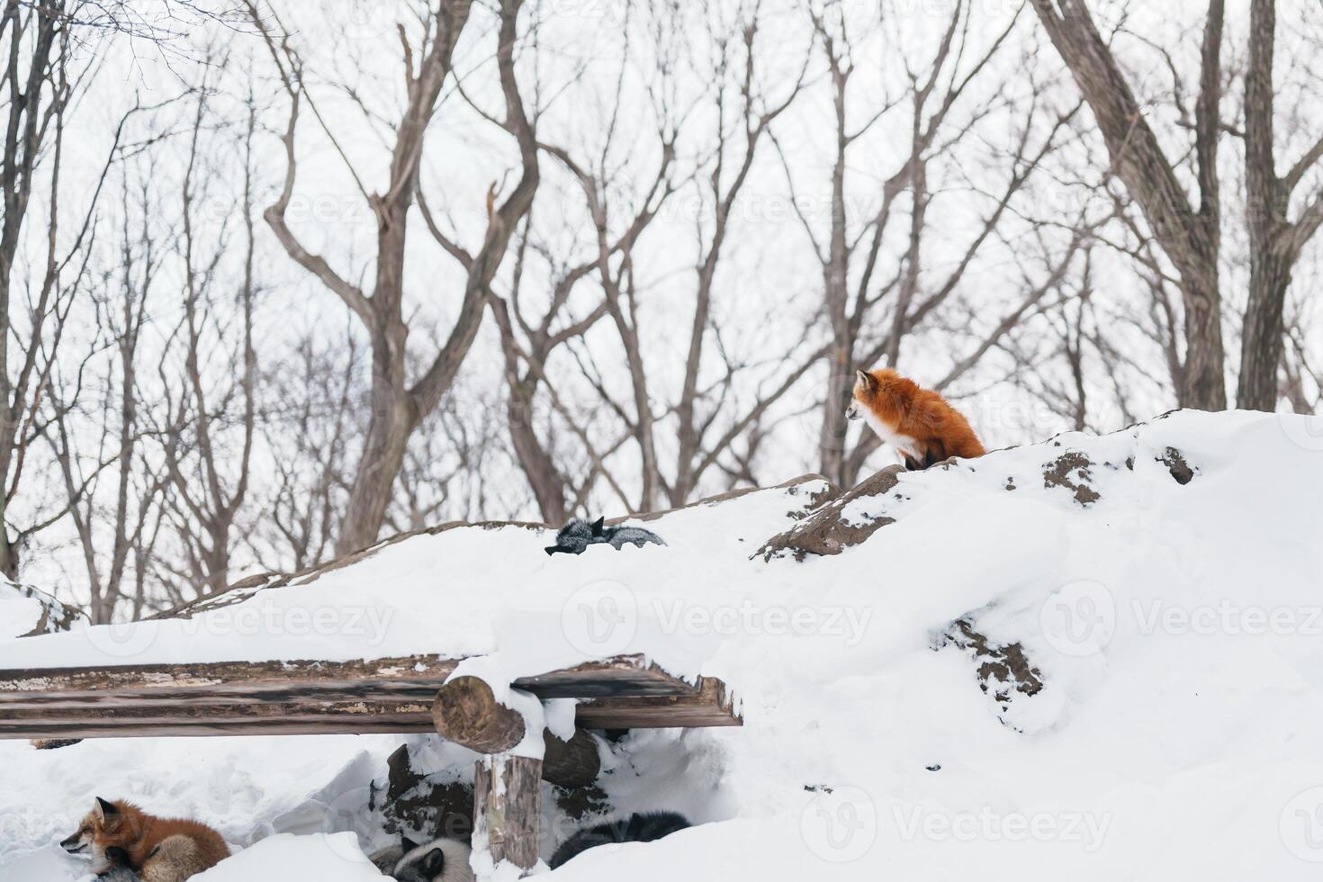 carino Volpe su neve nel inverno stagione a zao Volpe villaggio, miyagi prefettura, Giappone. punto di riferimento e popolare per turisti attrazione vicino mandai, tohoku regione, Giappone. viaggio e vacanza concetto foto