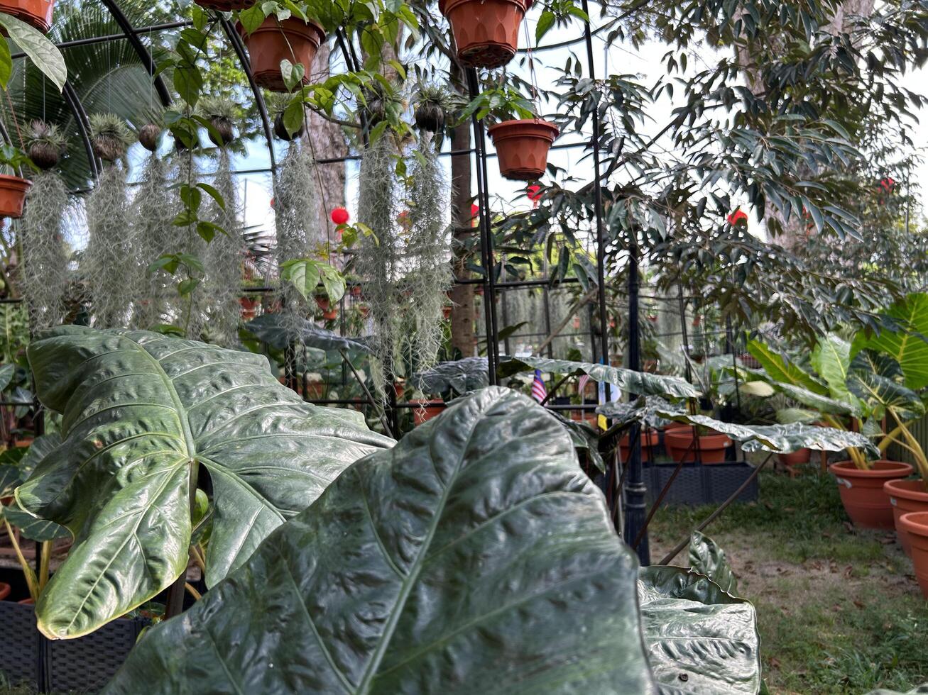 lussureggiante verde gigante taro pianta nel un' tropicale giardino foto