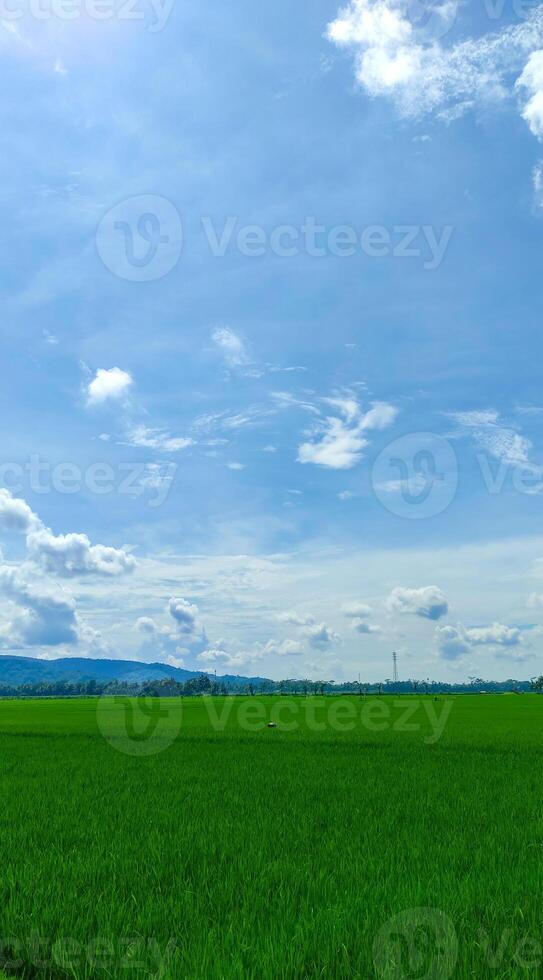 bellissimo riso campo o risaia campo paesaggio con blu cielo nube foto