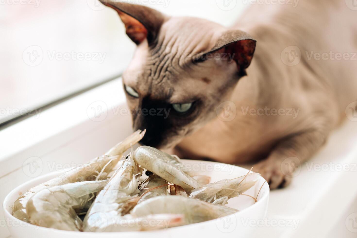 senza peli sfinge gatto mangia un' mare gamberetto foto