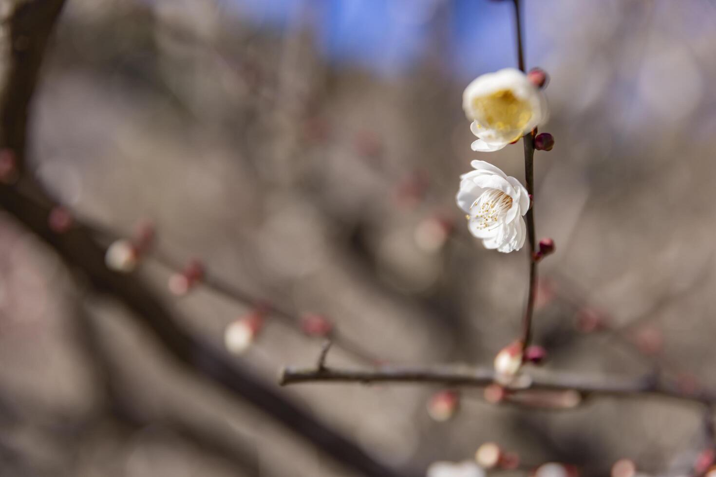 bianca prugna fiori a atami prugna parco nel shizuoka giorno vicino su foto