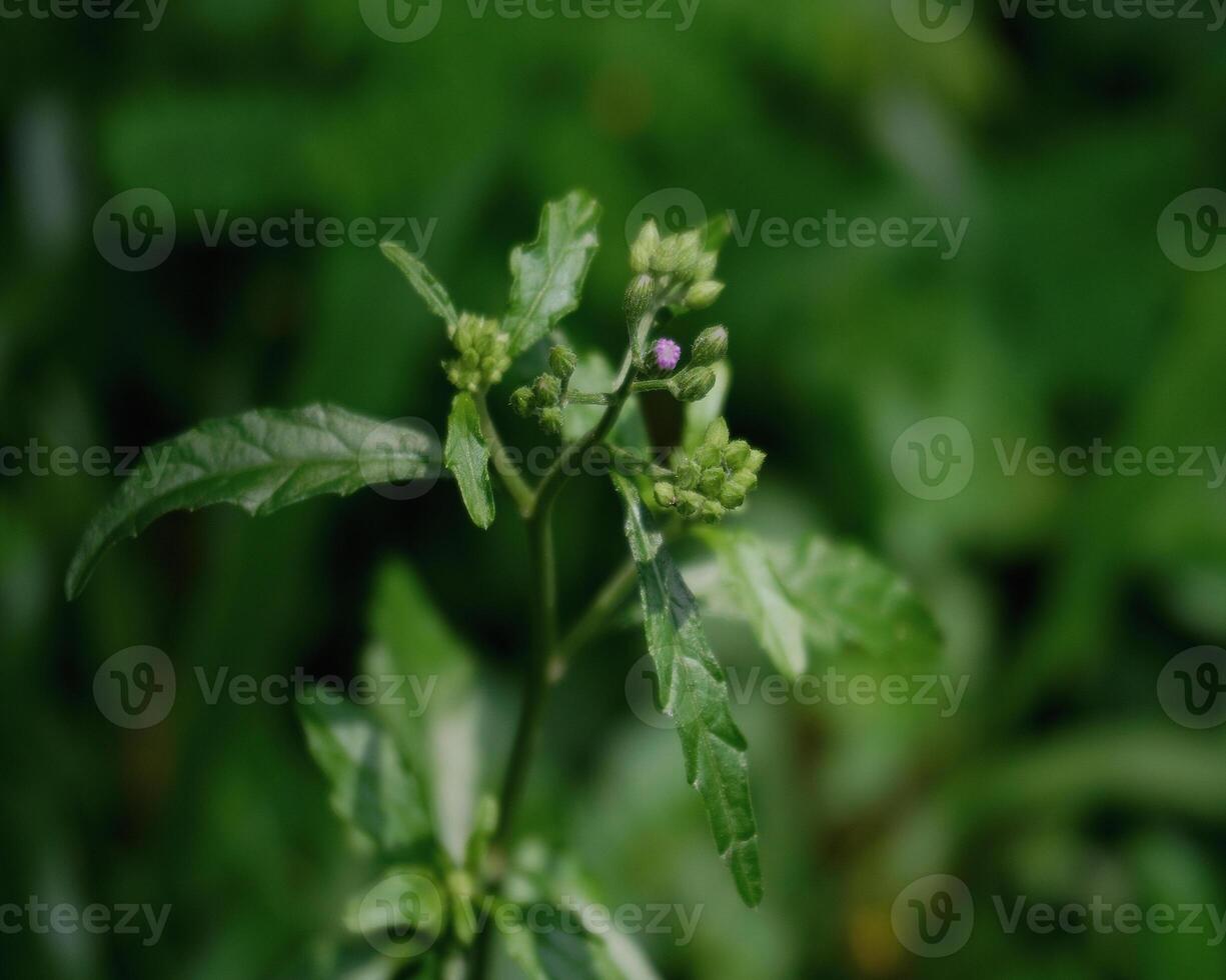 foglie e fiori foto