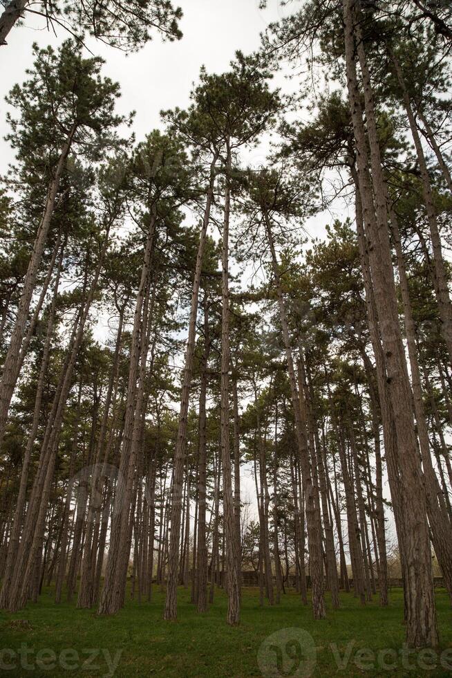 foresta di pini foto