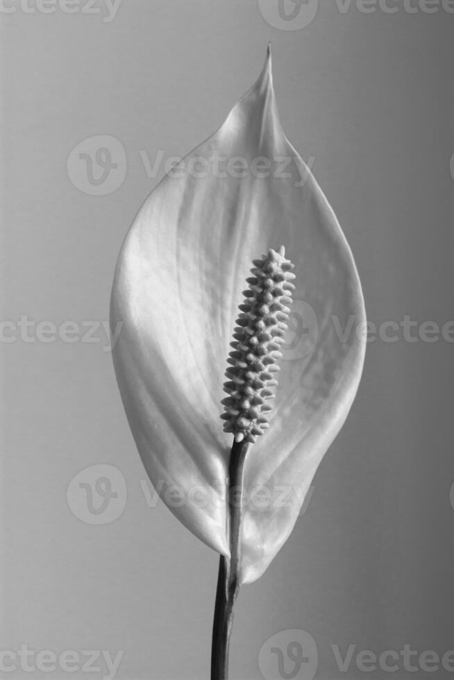 pianta della casa spathiphyllum floribundum pace giglio foto