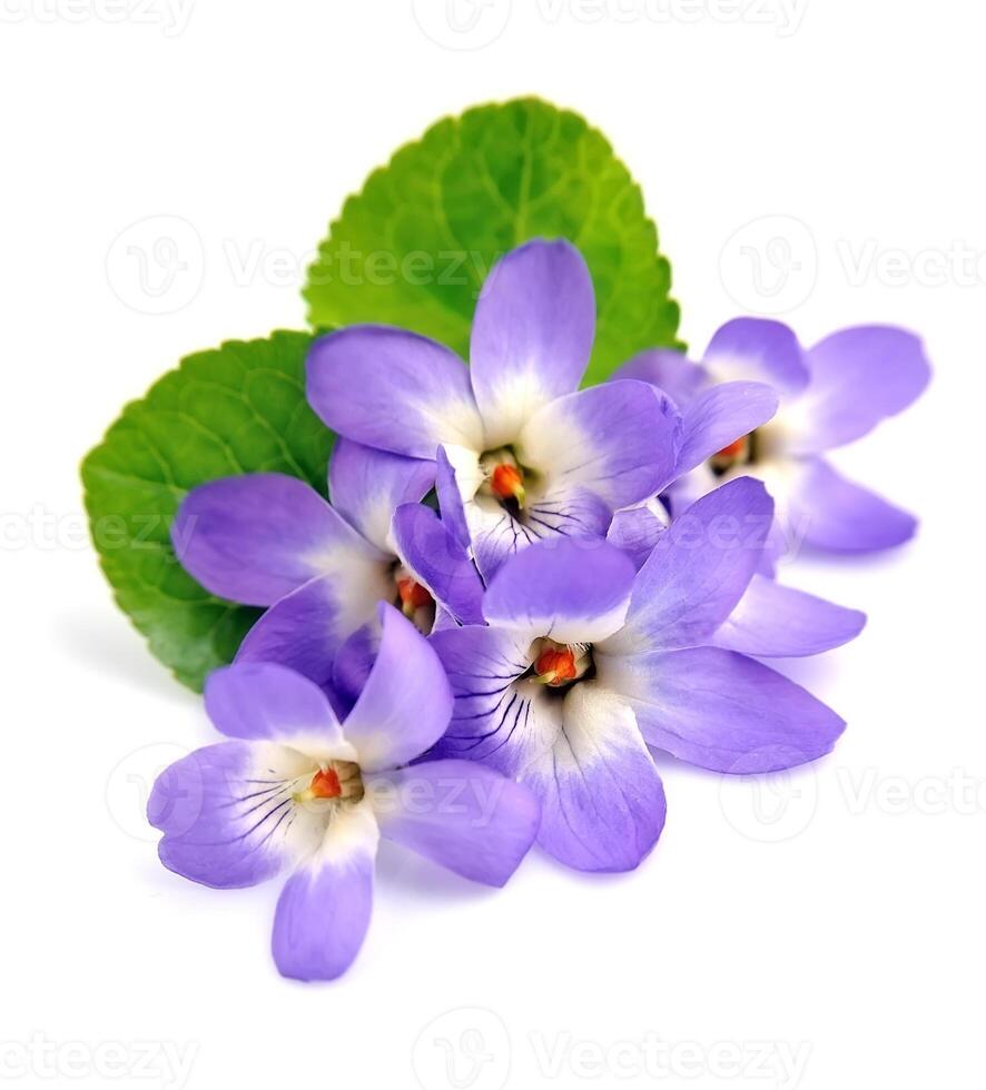 selvaggio viola fiori su bianca sfondi foto