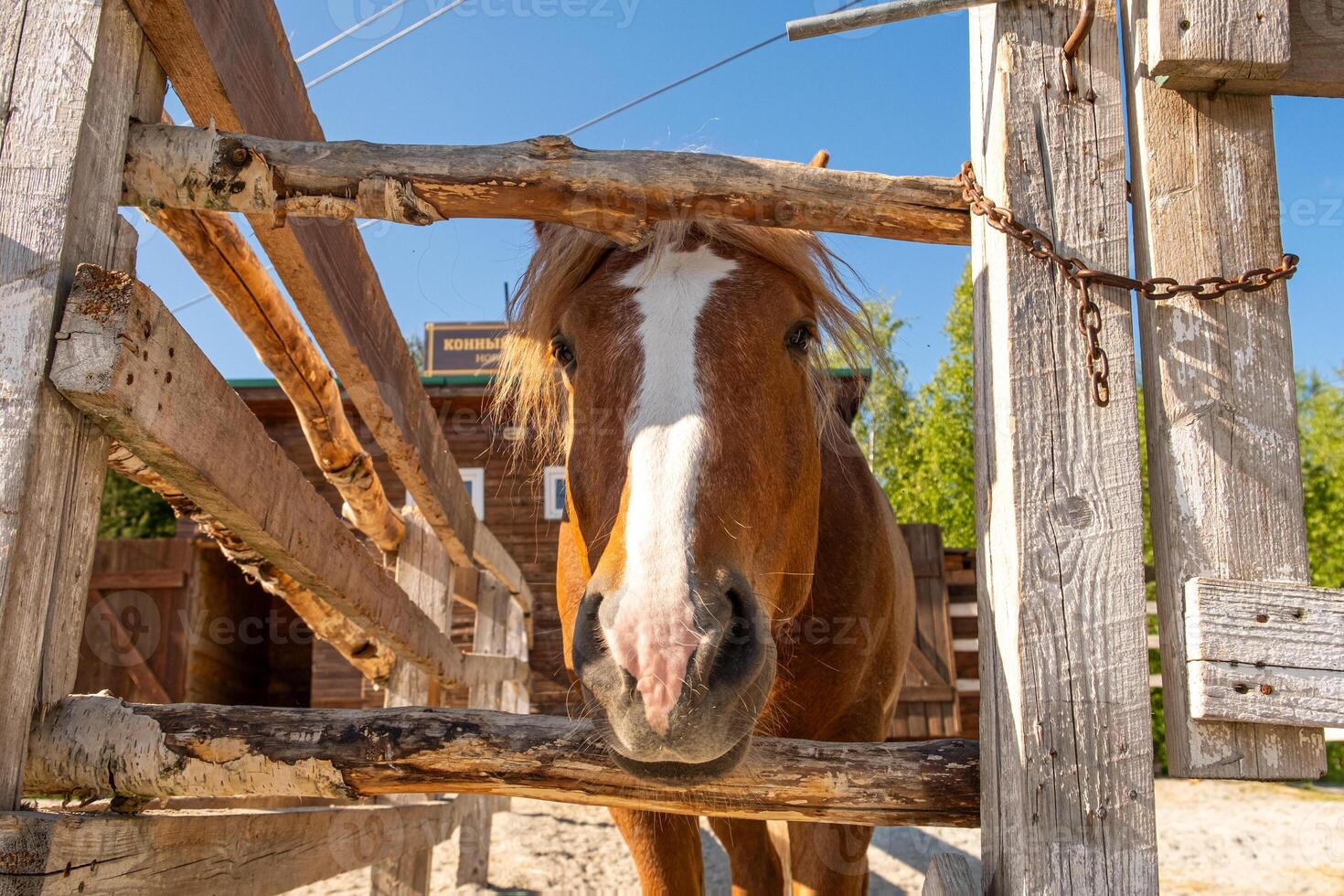 ippodromo concetto. moderno animale bestiame. Marrone cavallo stalloni nel stalla rilassante nel formazione recinto, azienda agricola campagna sfondo. cavallo nel paddock recinto per bestiame all'aperto. cavallo nel naturale eco azienda agricola foto