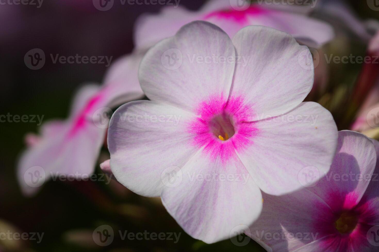 giardino phlox, phlox paniculata foto