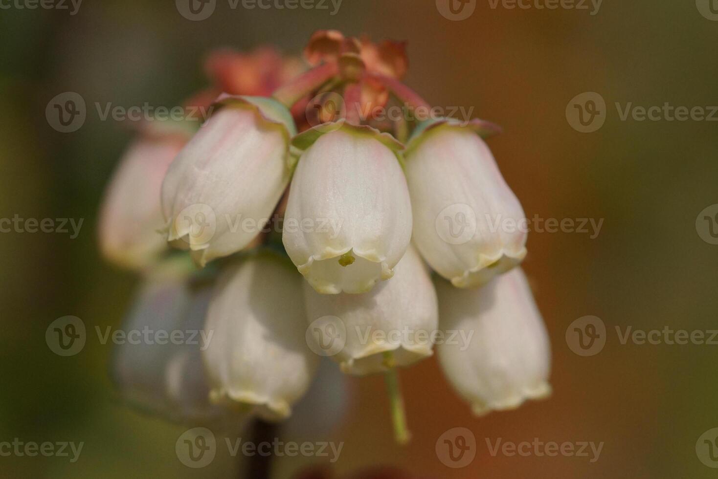 fiorire di mirtillo, vaccinium myrtillus foto