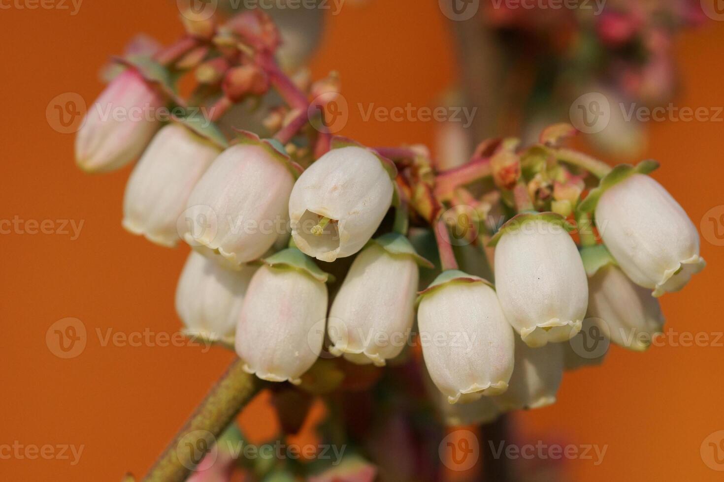 fiorire di mirtillo, vaccinium myrtillus foto