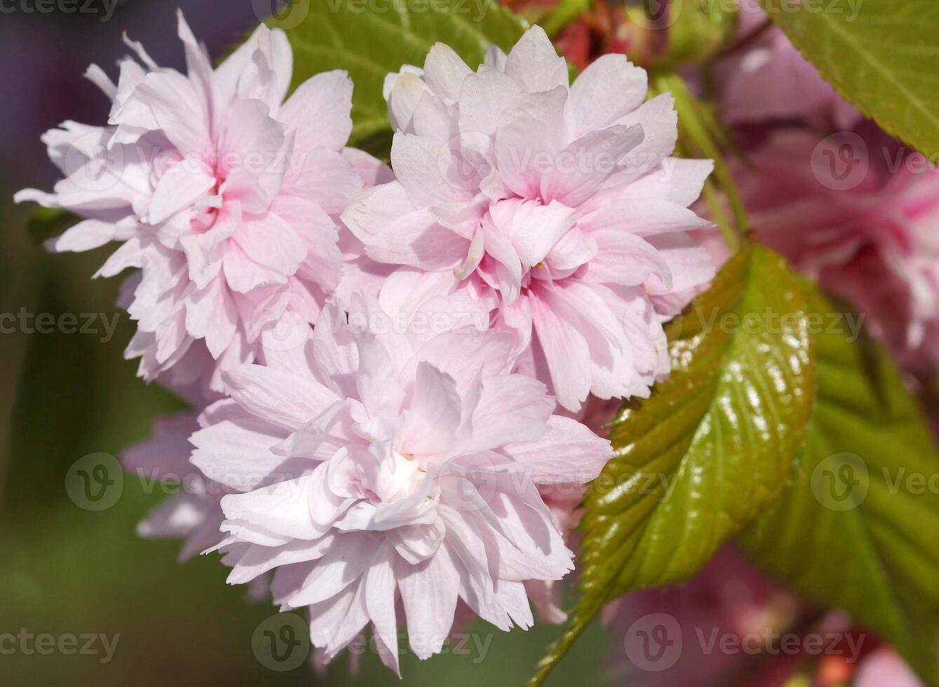 Kiku-shidare-zakura, prunus serrulata foto