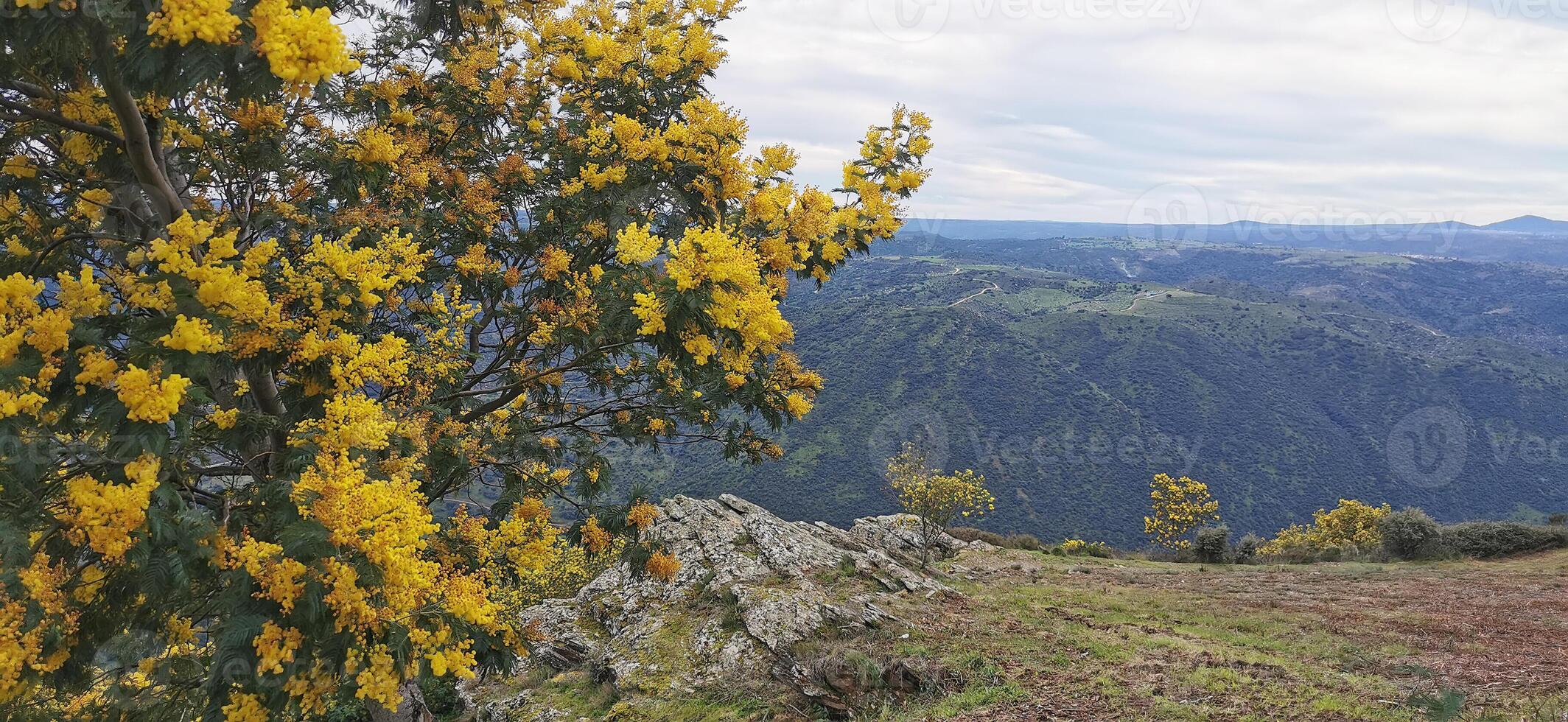 dettagli di acacia alberi con giallo fiori su il versante di il douro fiume, nel nord-est Portogallo. meraviglioso viaggio e natura. foto