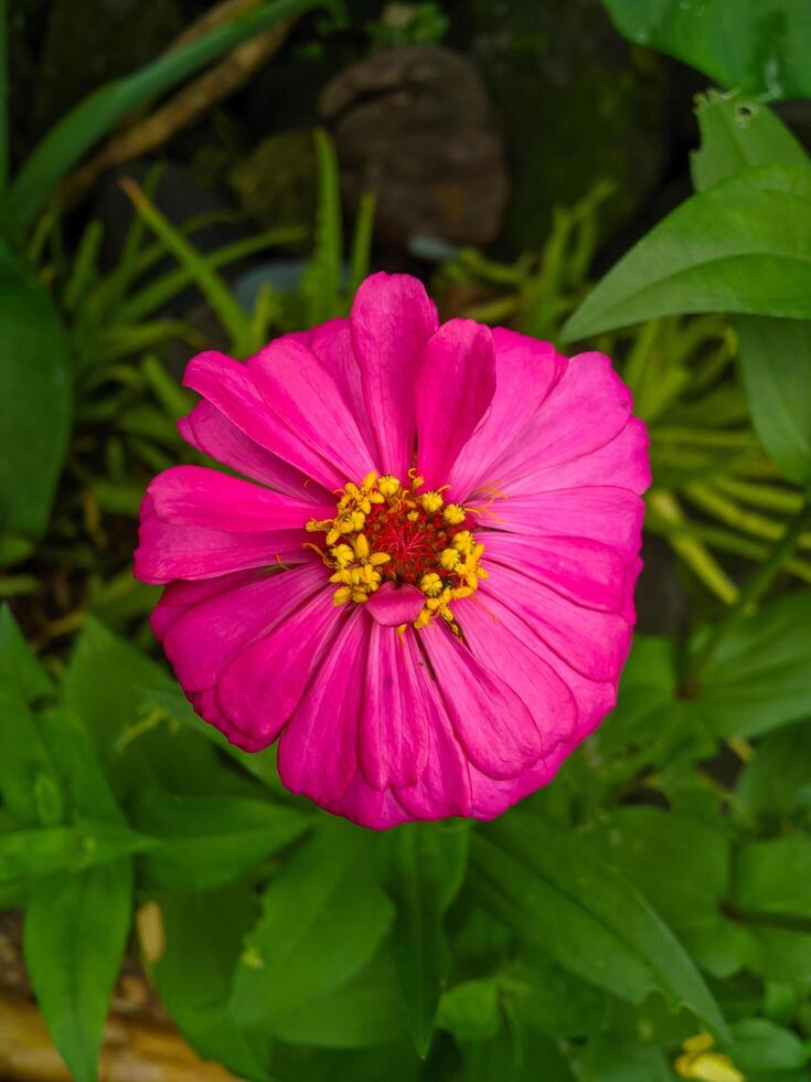 bellissimo e elegante zinnia carta fiore ornamentale pianta foto