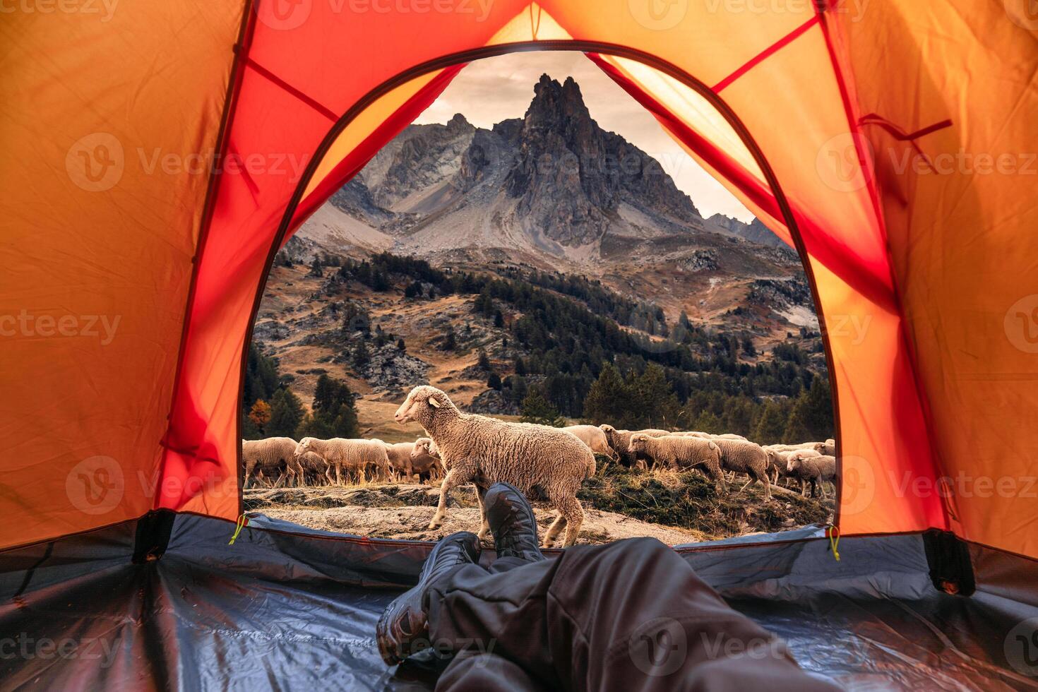 Visualizza a partire dal dentro un' tenda di turista rilassante e godendo con mandria di pecora a piedi attraverso nel claree valle su autunno a francese Alpi foto