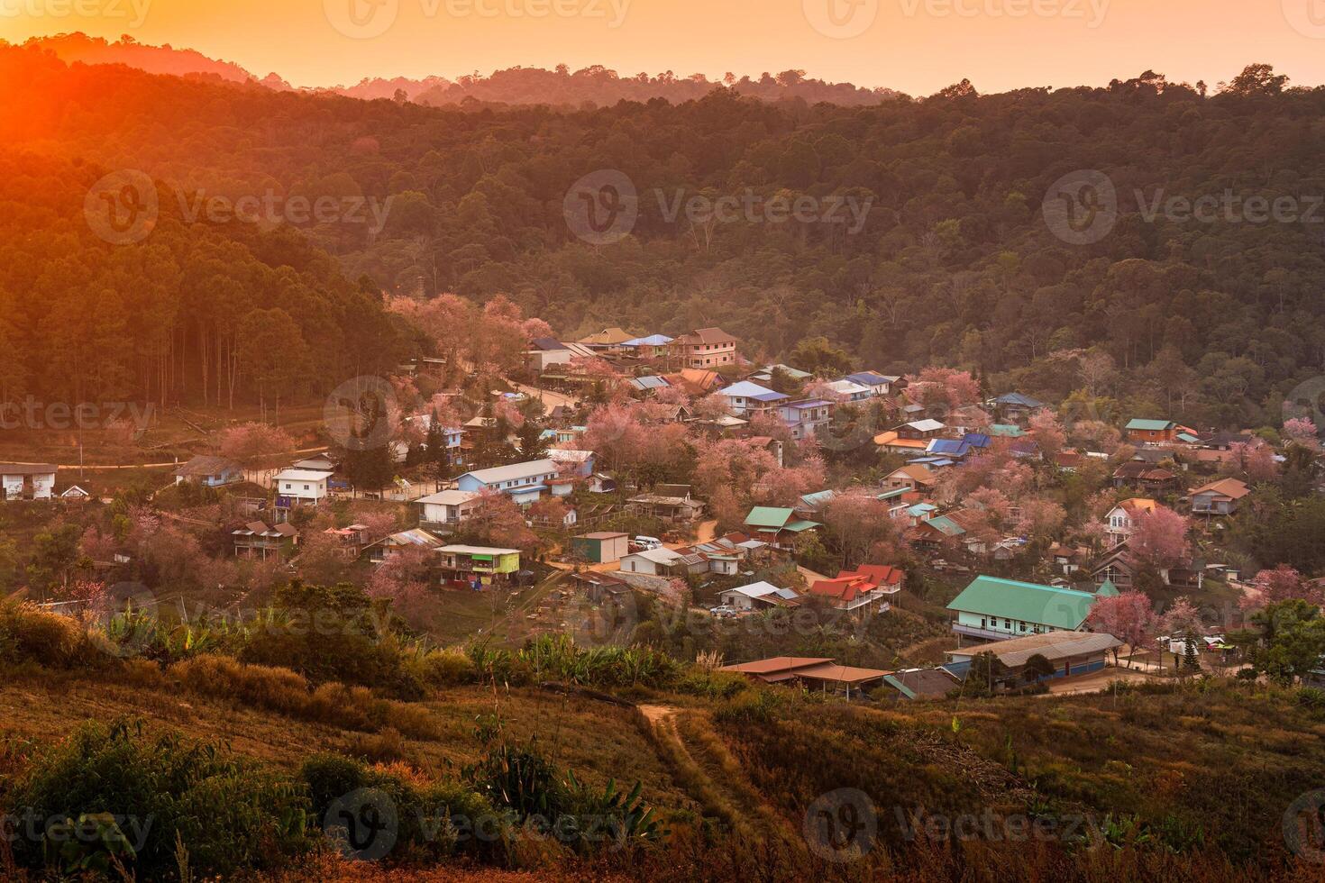 rurale scena di tailandese tribù villaggio con selvaggio himalayano ciliegia albero fioritura nel il tramonto a bandire rong kla, Tailandia foto