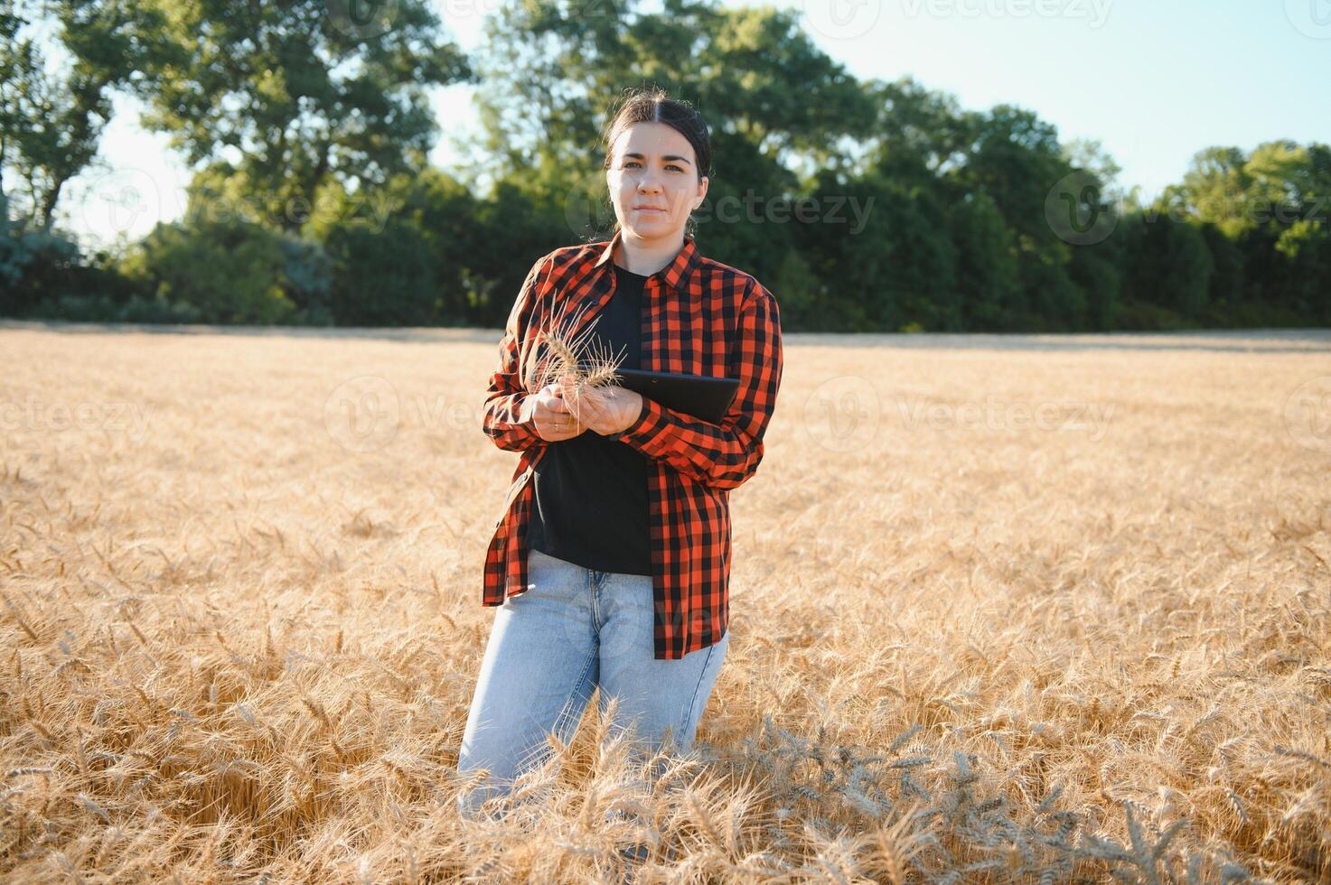 un' donna contadino esamina il campo di cereali e invia dati per il nube a partire dal il tavoletta. inteligente agricoltura e digitale agricoltura foto