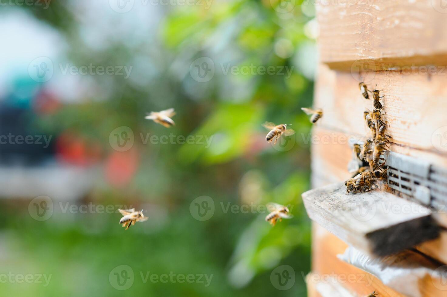 un' lotto di api ritorno per ape alveare e entrata alveare con raccolto floreale nettare e fiore polline. sciame di api raccolta nettare a partire dal fiori. salutare biologico azienda agricola Miele. foto