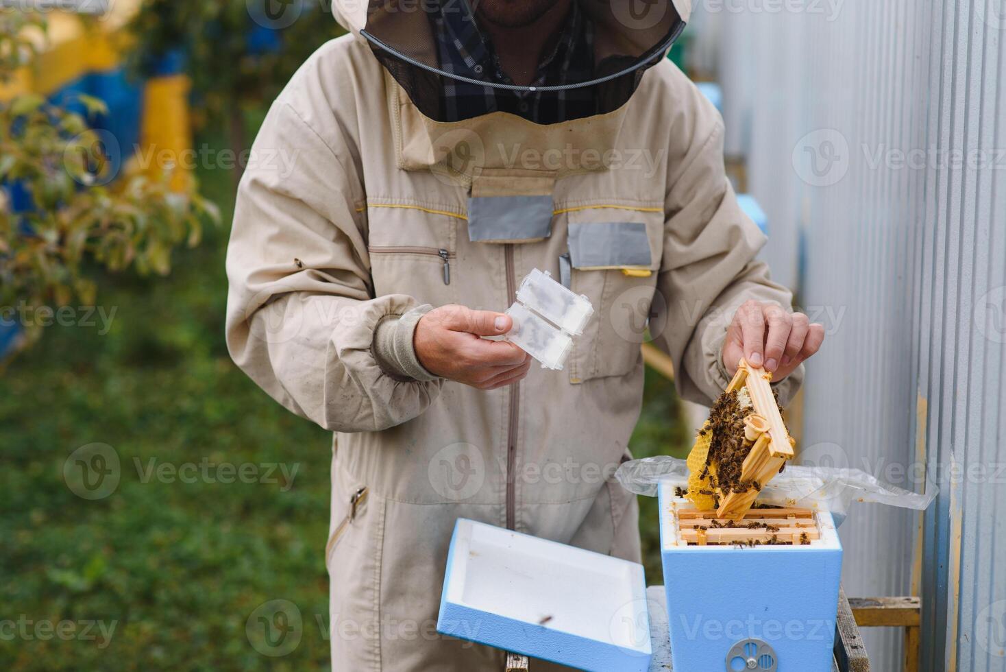 apicoltore è Lavorando con api e alveari su apiario. api su Favo. montatura di ape alveare. apicoltura. Miele. salutare cibo. naturale prodotti. foto