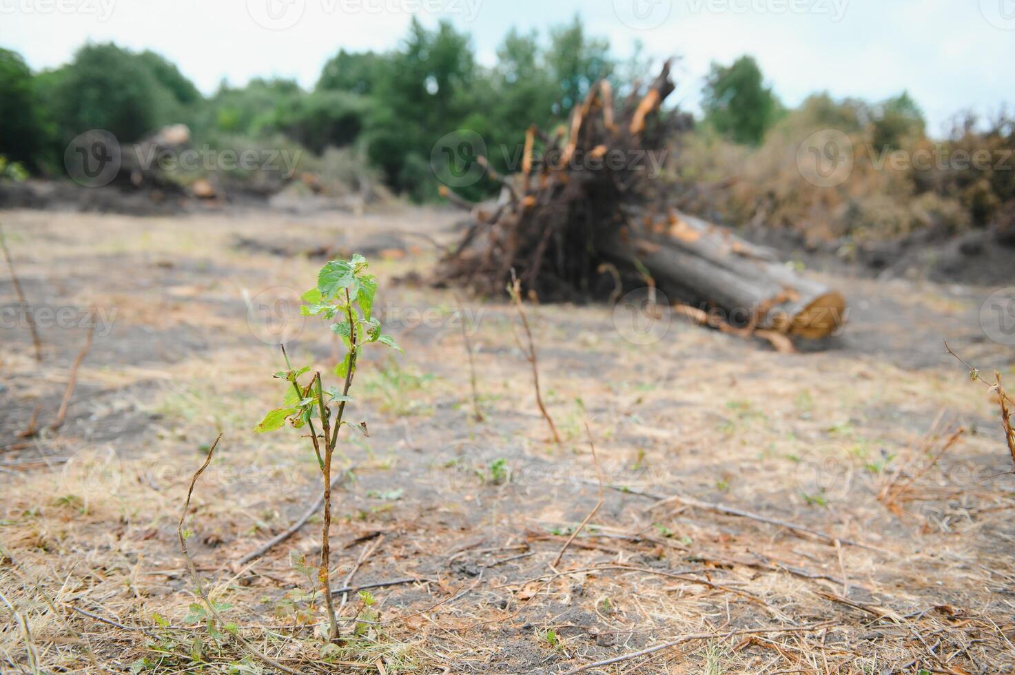 deforestazione, distruzione di deciduo foreste. danno per natura. Europa foto