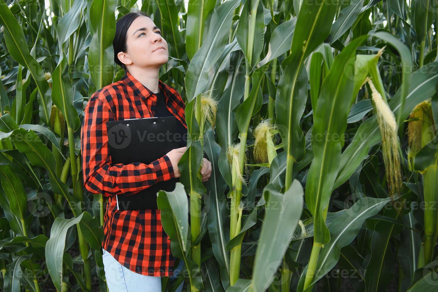 agronomo contadino donna nel Mais campo. femmina azienda agricola lavoratore analizzando Ritaglia sviluppo. foto