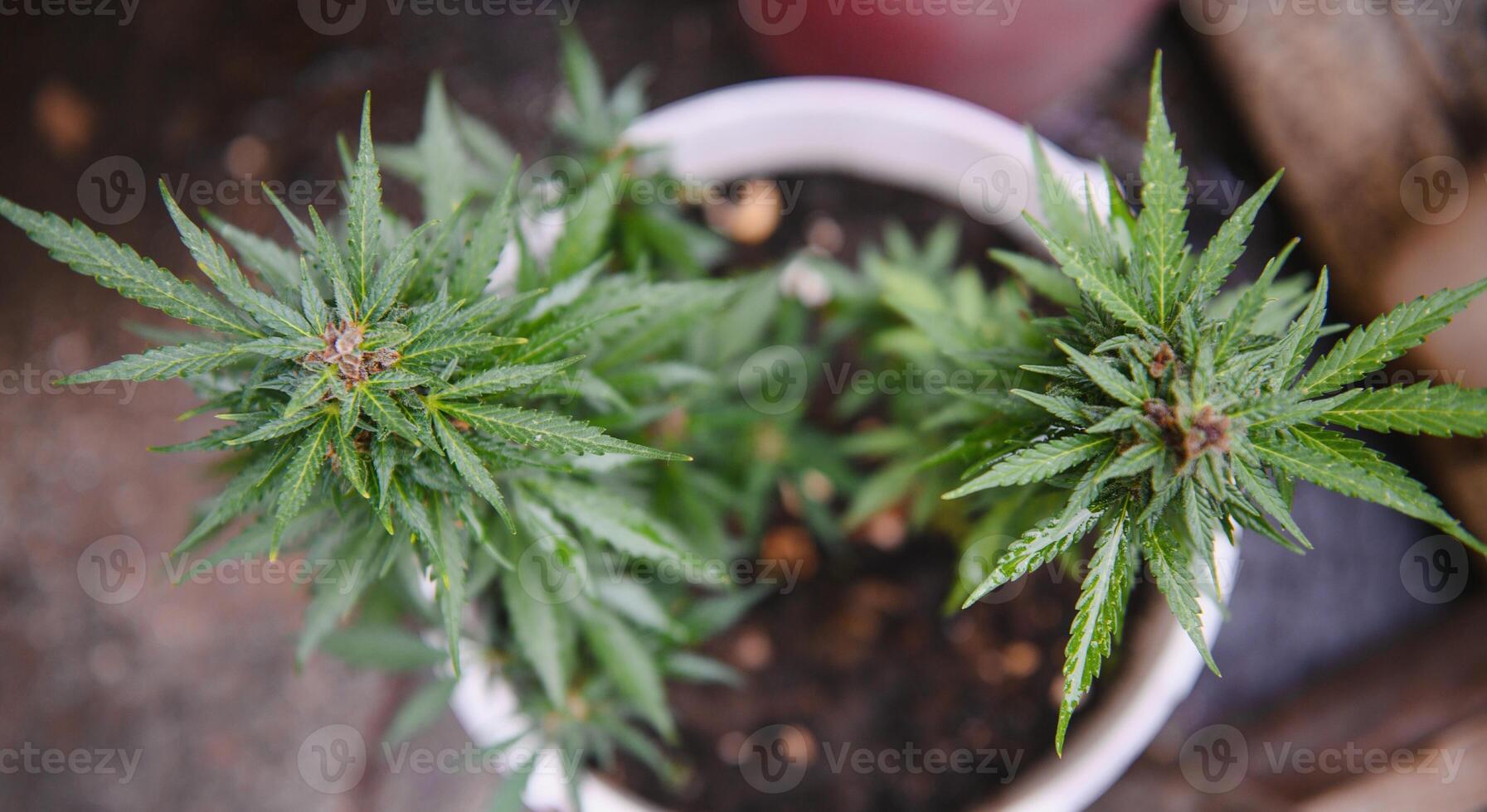 canapa marijuana fiore interno in crescita. casa canapa crescere operazione. crescere legale ricreativo marijuana. piantare cannabis. foto