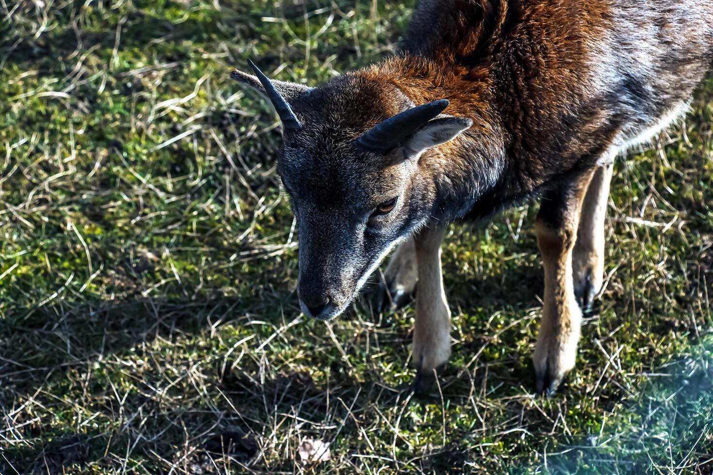 europeo muflone Ovis orientalis nel il asilo di il agricolo Università nel nitra, slovacchia. foto