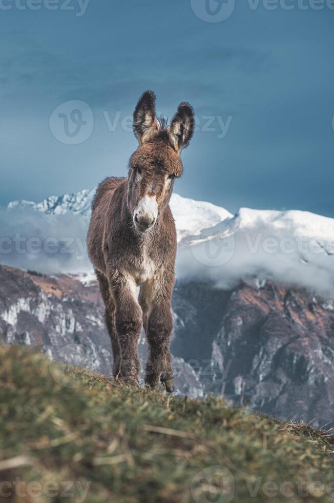 un' pony con neve montagne sfondo foto