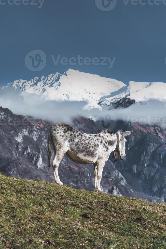 un' bianca mulo con neve montagne sfondo foto