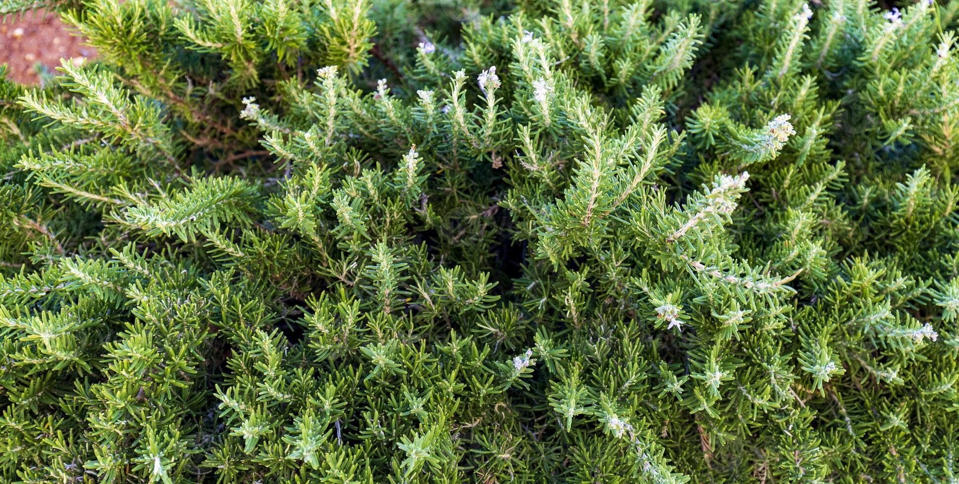 avvicinamento conifero rami di montagna pino come pianta sfondo per ragnatela storie e sfondo. foto