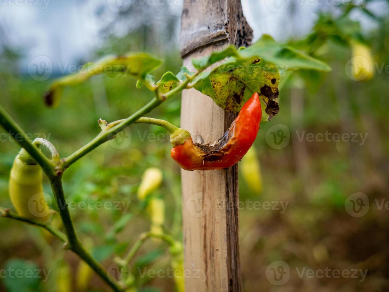 piccolo rosso peperoncini quello siamo in putrefazione nel il mezzo perché essi siamo mangiato di parassiti foto