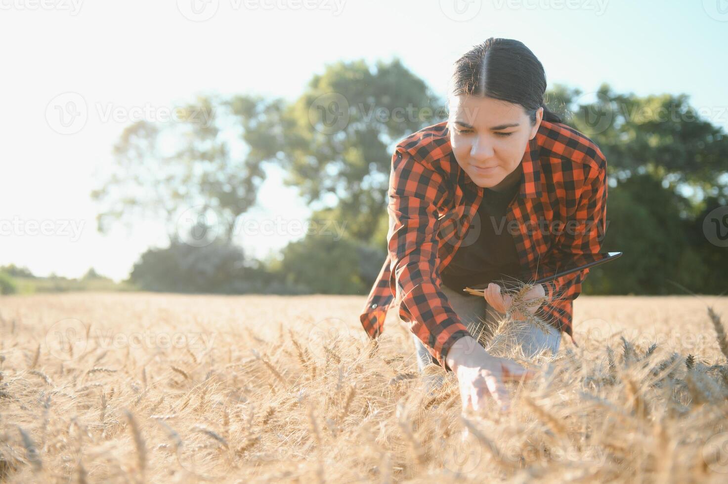 un' donna contadino esamina il campo di cereali e invia dati per il nube a partire dal il tavoletta. inteligente agricoltura e digitale agricoltura foto