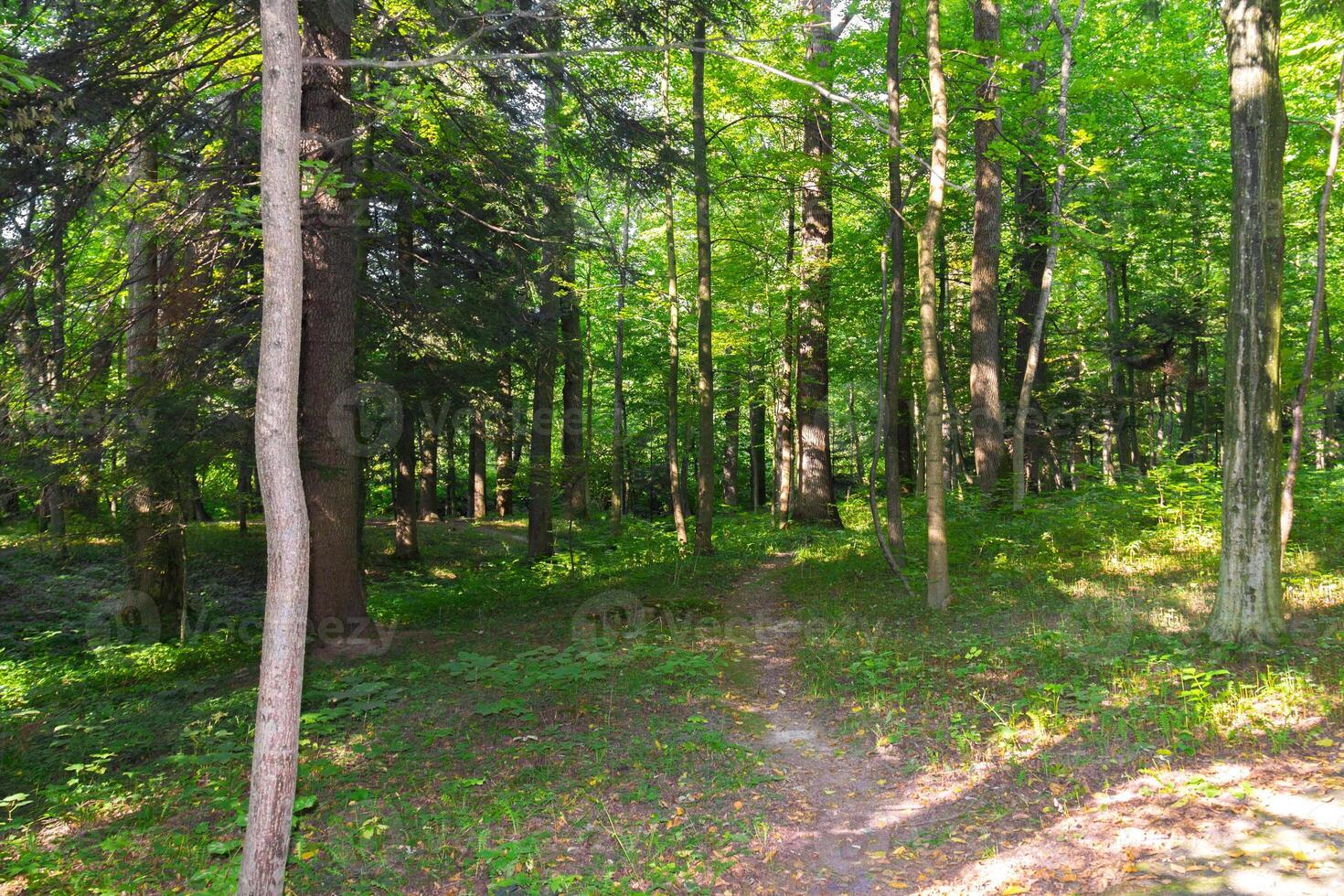 bellissimo soleggiato Visualizza di alto verde alberi nel il parco foto