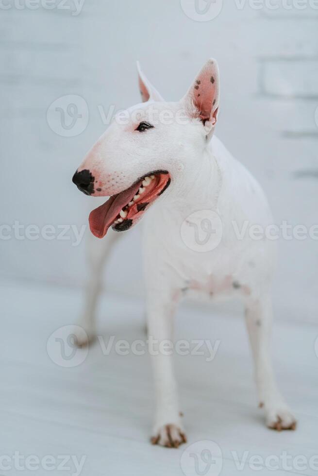bianca cane con liscio pelliccia foto