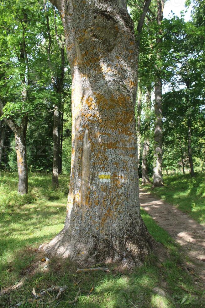 grande albero diffusione attraverso un' verde prato nel il mattina luce del sole, molti alberi nel il sfondo nel il pubblico parco foto