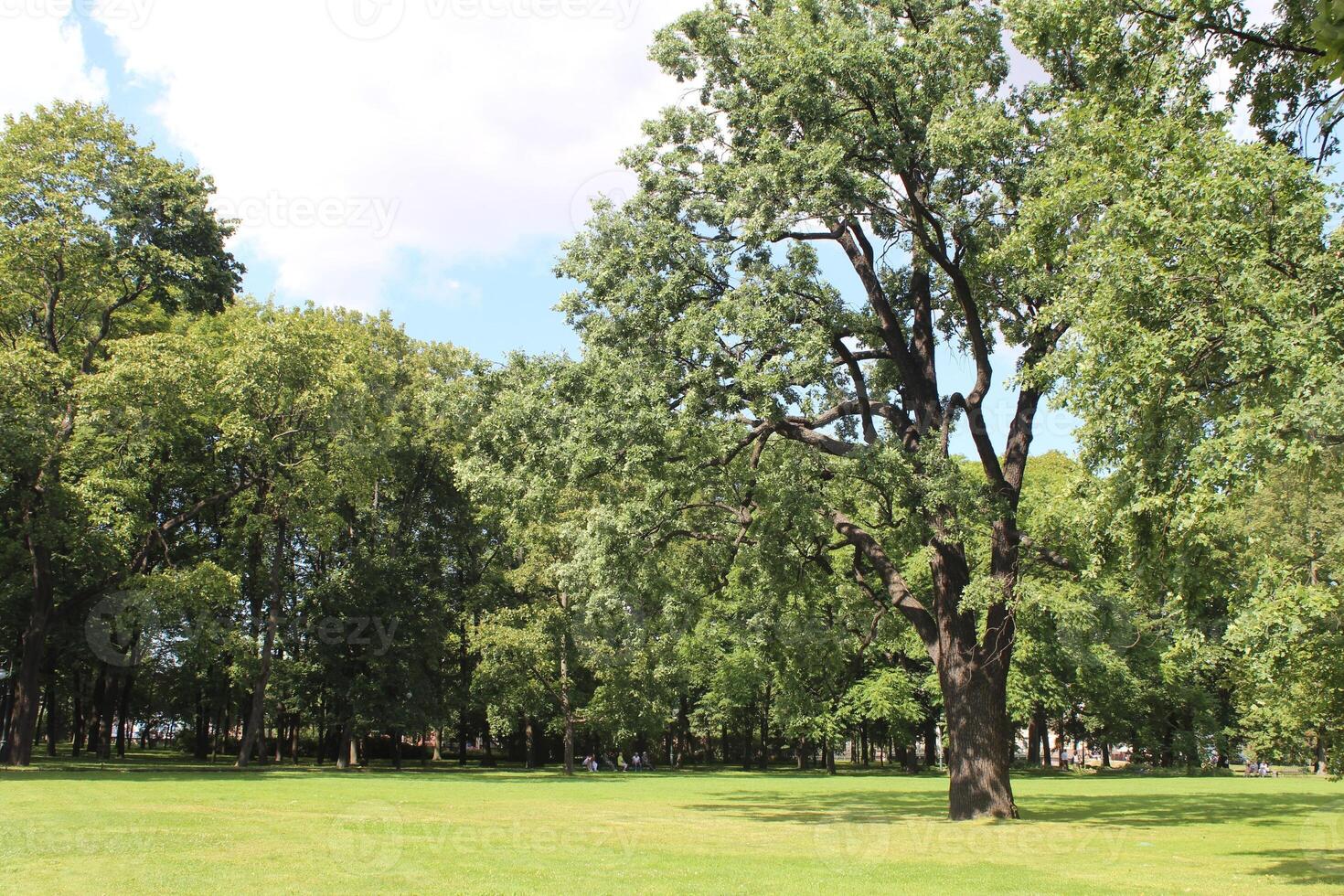 alberi verdi nel parco foto