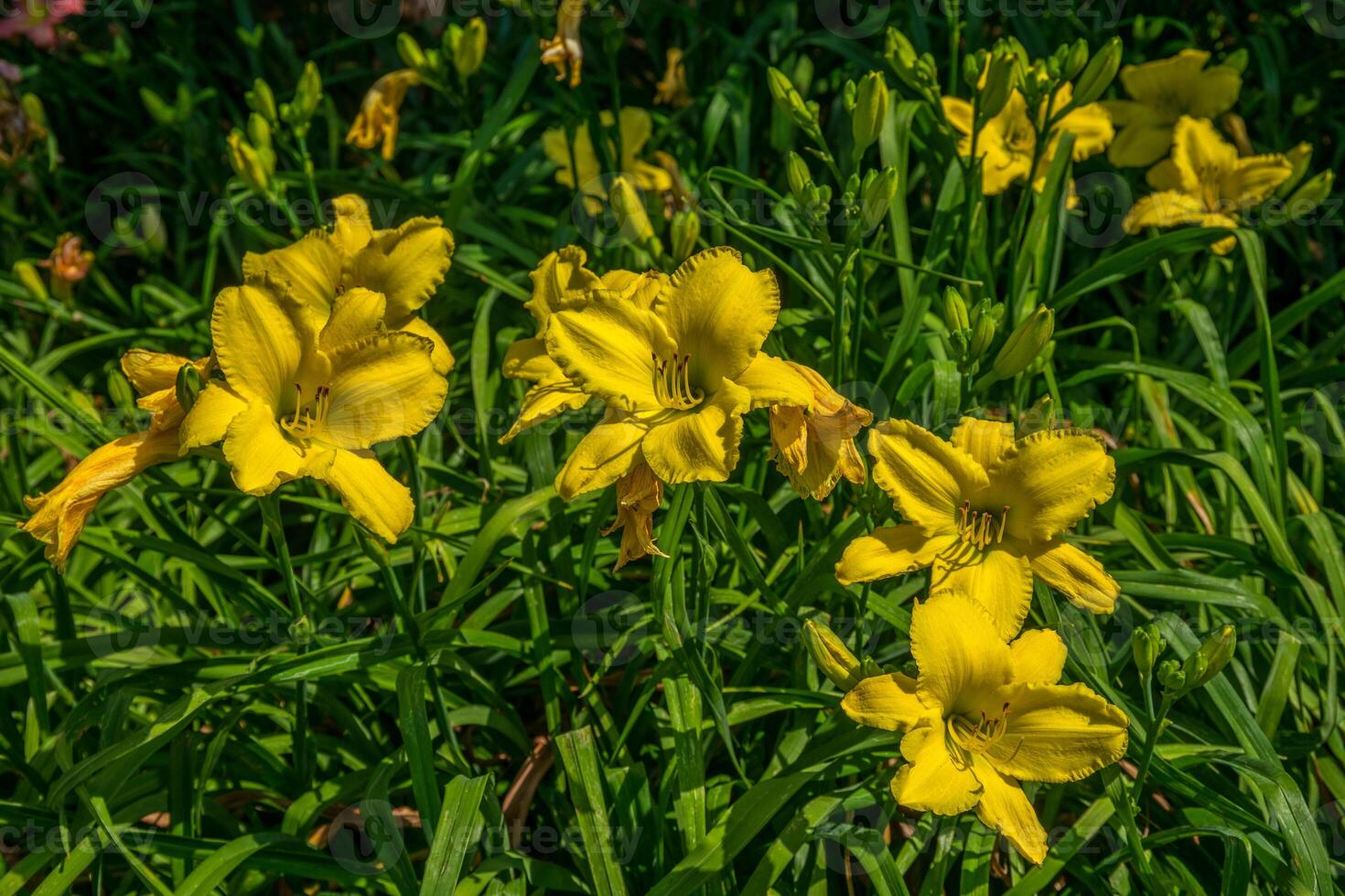 Limone giallo daylilies fioritura foto