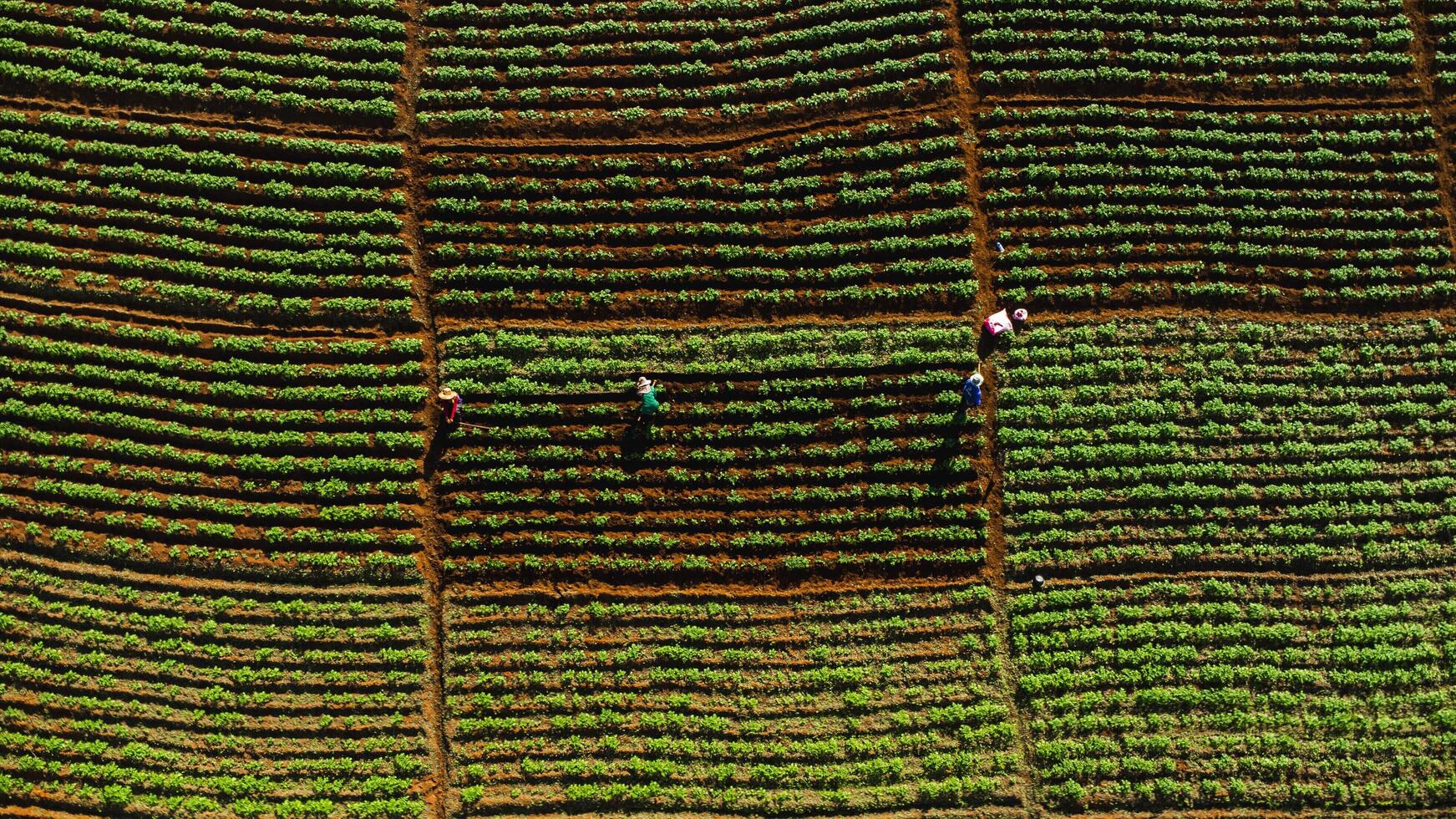 aereo Visualizza di agricoltori Lavorando nel un' Cinese cavolo campo o fragola azienda agricola, agricolo pianta i campi con montagna colline nel Asia. verdura azienda agricola e moderno attività commerciale concetto. foto