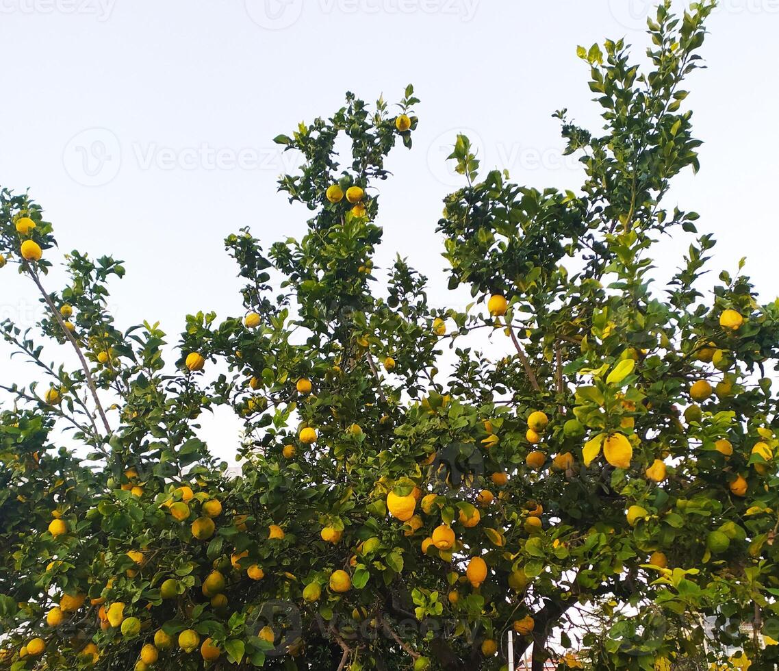 Limone albero con agrume frutta all'aperto. grande tropicale raccolto. foto