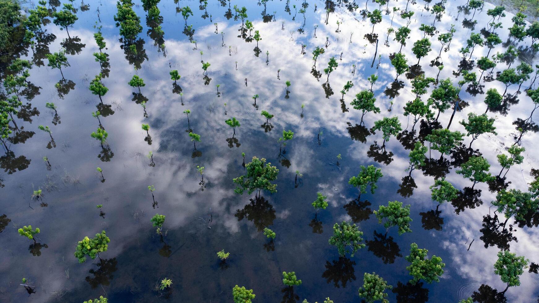 allagato alberi nel un frutteto nel settentrionale Tailandia. aereo fotografia di un' Mango frutteto durante il alluvione stagione nel lamphun, Tailandia. effetti di globale riscaldamento foto