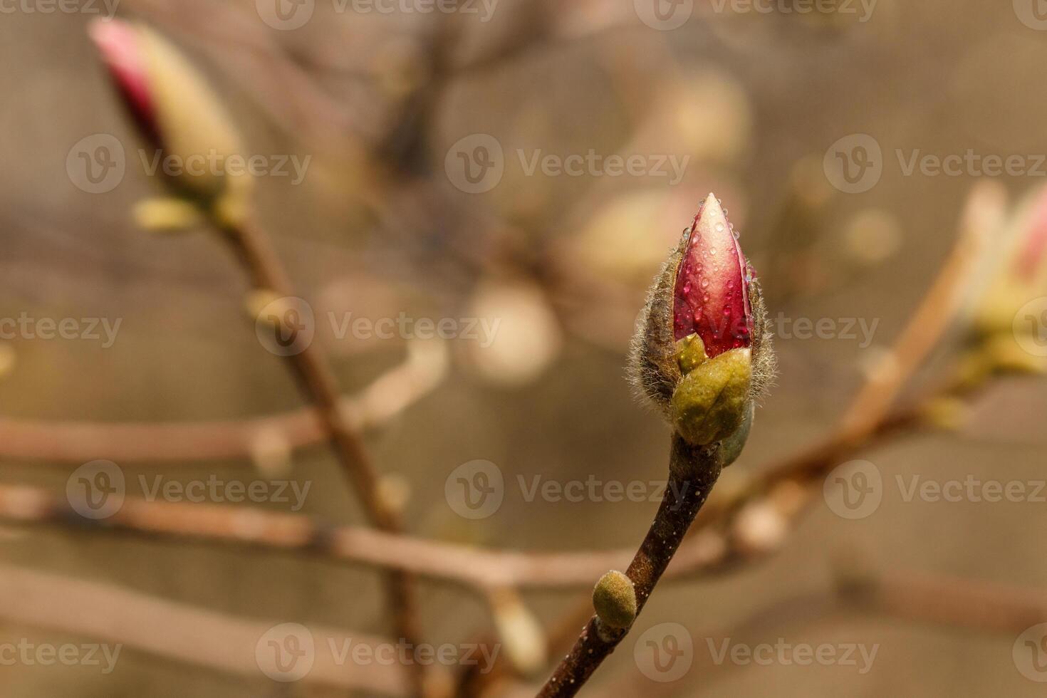 bellissimo magnolia fiori con acqua goccioline foto