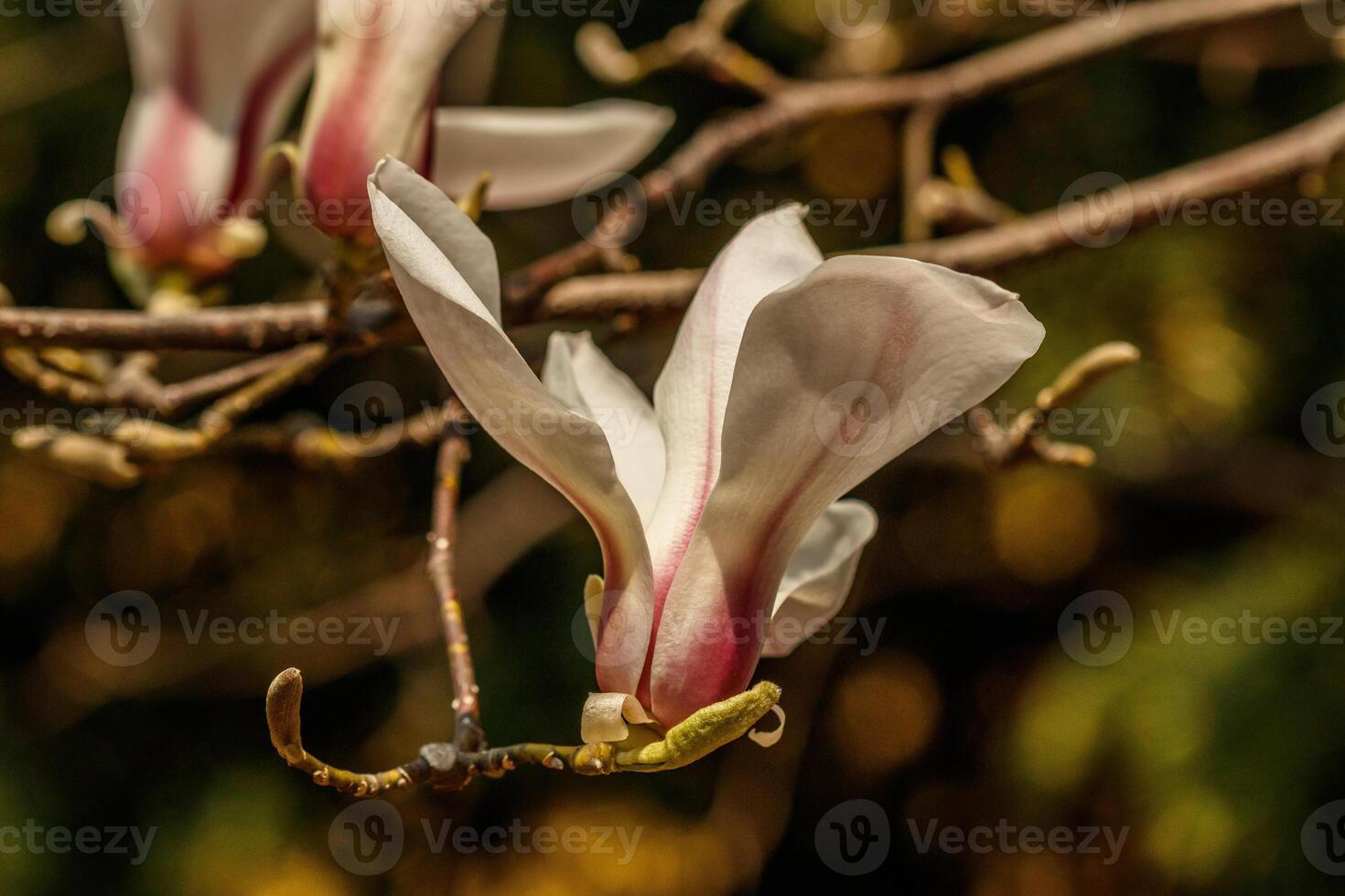 bellissimo magnolia fiori con acqua goccioline foto