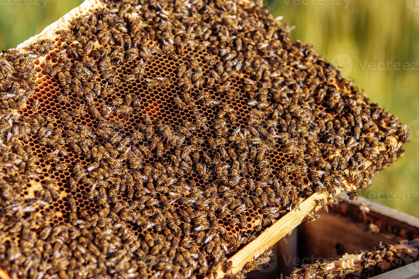 Lavorando api su Favo. montatura di un' ape alveare. apicoltura foto