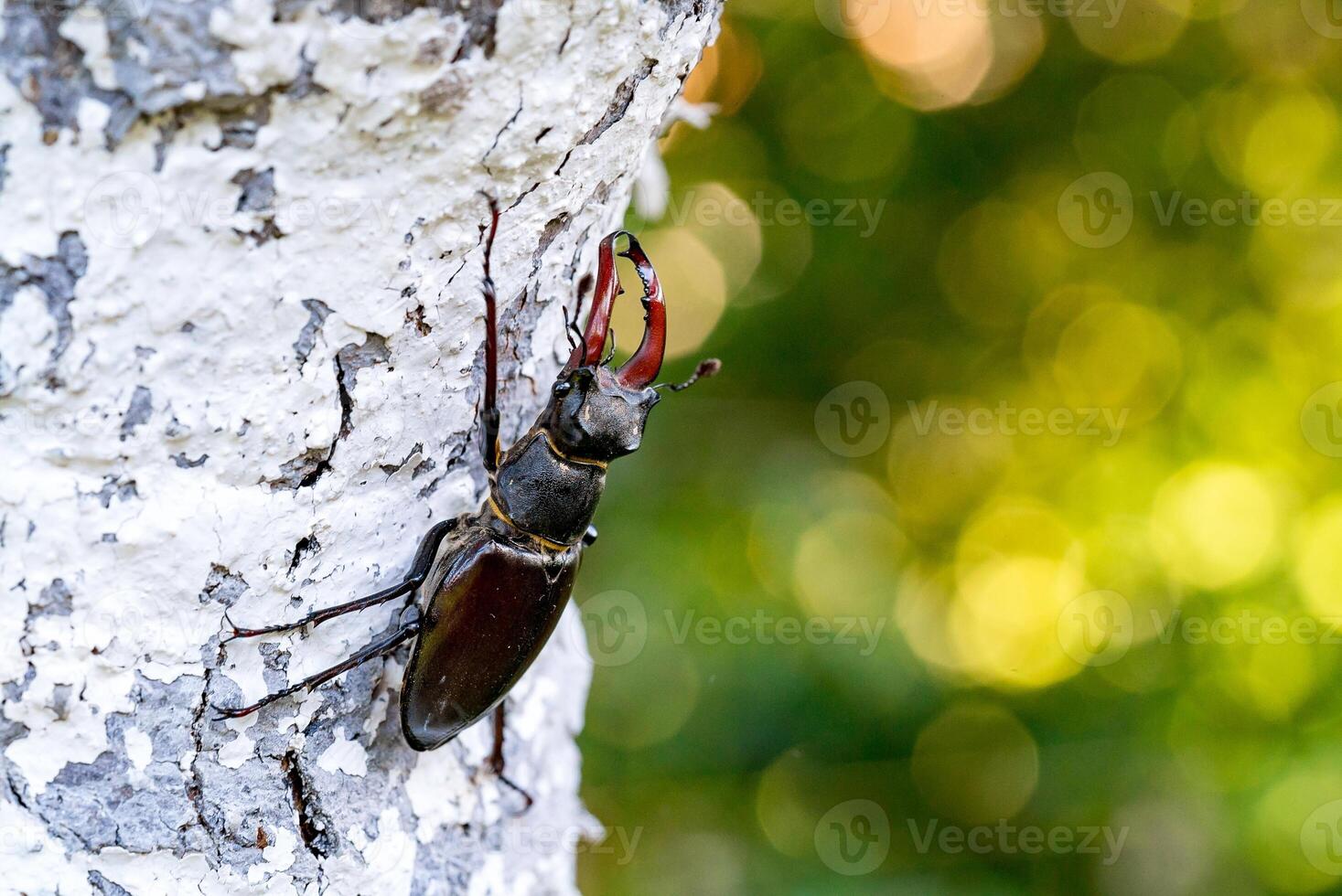 cervo scarafaggio lucano cervus all'aperto scena nel naturale habitat foto