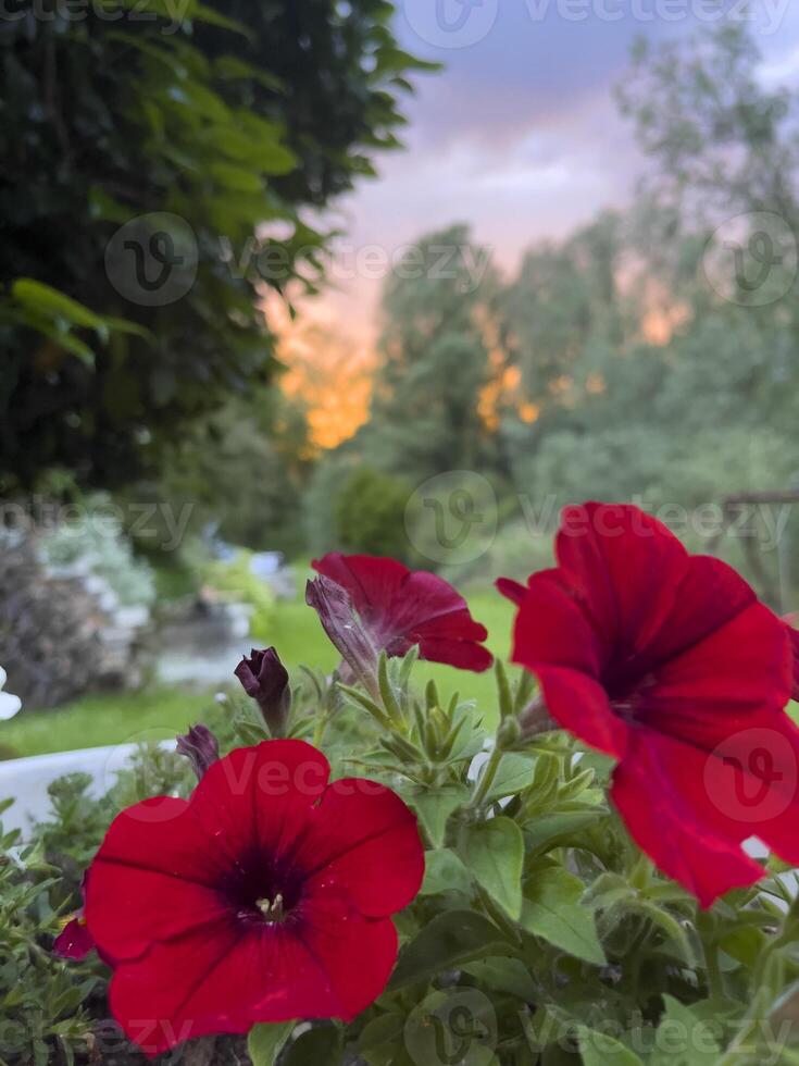 un' fiore pentola con rosso fiori nel esso foto