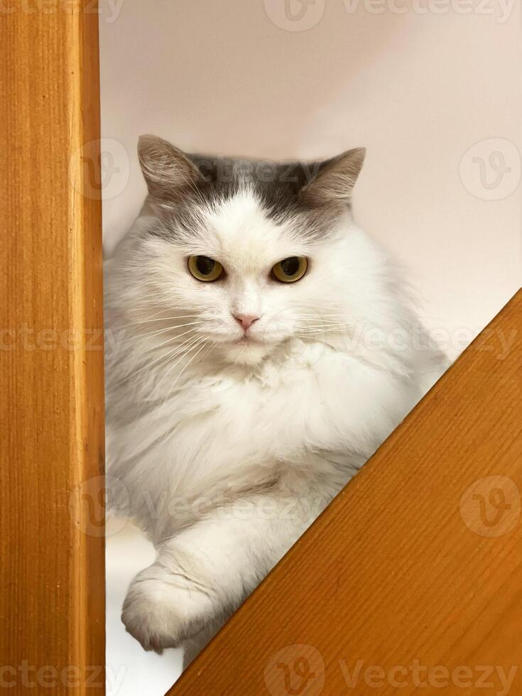 un' bianca e grigio gatto seduta su un' di legno scala foto