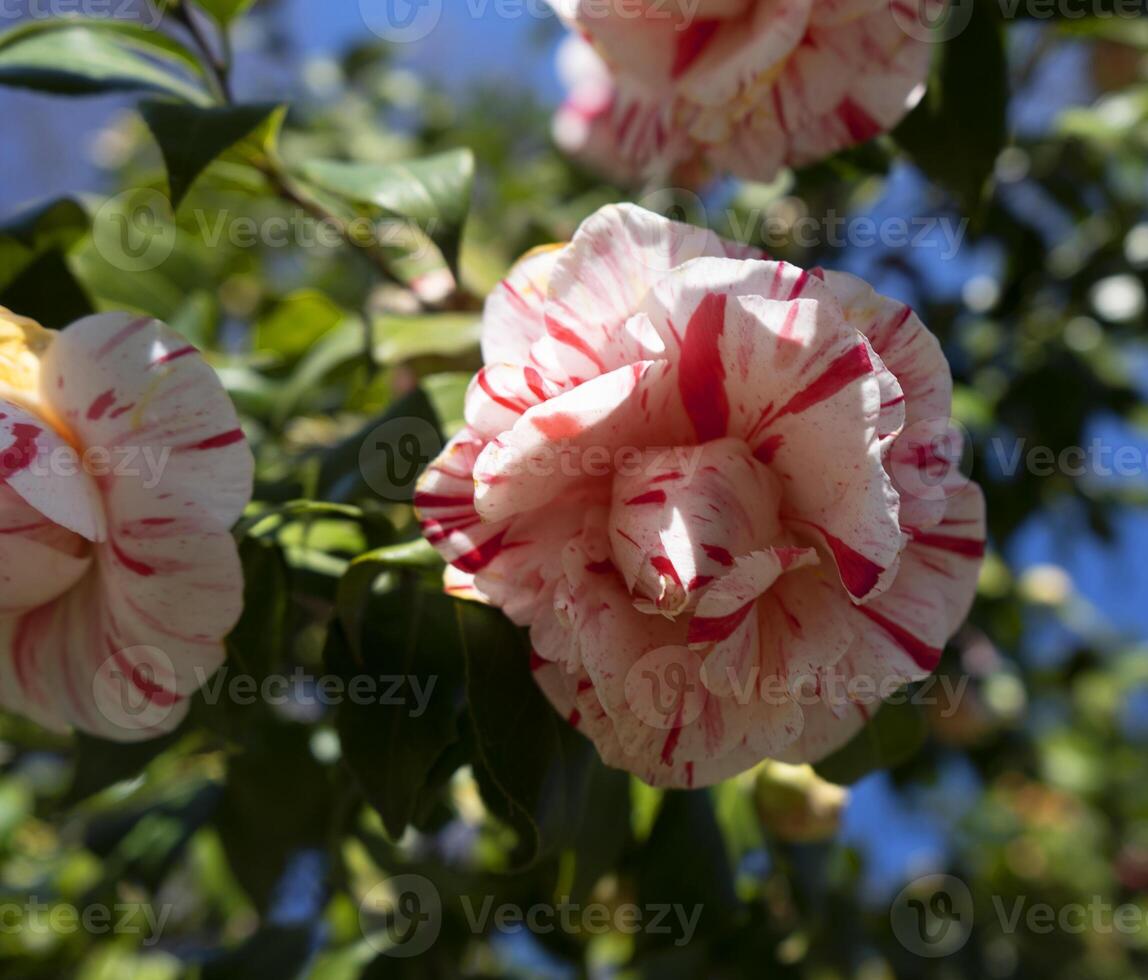 un' rosa e bianca fiore foto