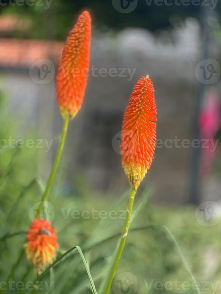 Due arancia fiori siamo in crescita nel il erba foto