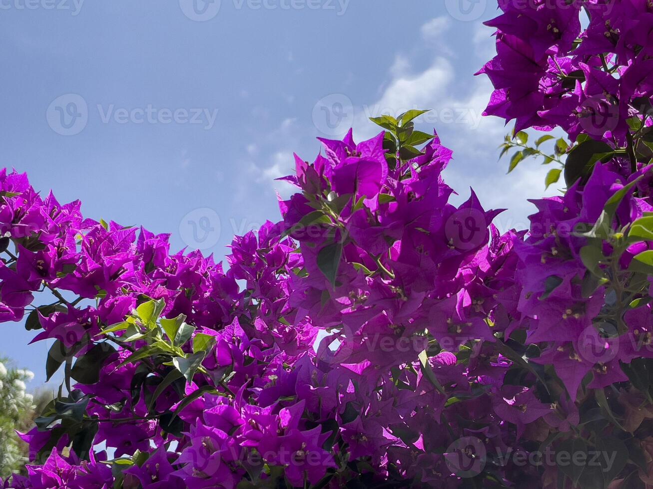 viola fiori contro un' blu cielo foto